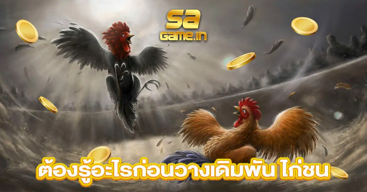 ต้องรู้อะไรก่อนวางเดิมพันไก่ชน